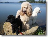 Poodle, Caniche