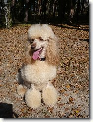 Poodle, Caniche