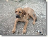 Fila Brasileiro