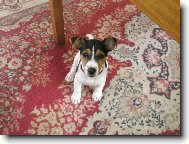 Jack Russell Terrier