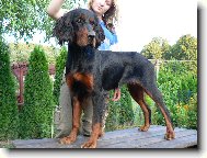 Scotch Setter, Gordon Setter