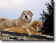 Tibetan Mastiff \(Dog standard\)