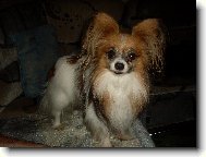 Papillon \(Dog standard\)