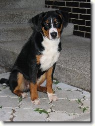 Appenzeller Sennenhund