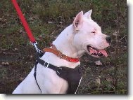 Dogo Argentino \(Dog standard\)