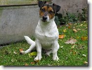 Jack Russell Terrier