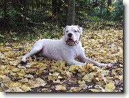 Dogo Argentino \(Dog standard\)