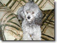 Poodle, Caniche