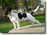 Jack Russell Terrier