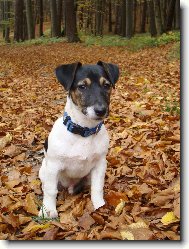 Jack Russell Terrier