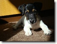 Jack Russell Terrier