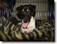 Jack Russell Terrier