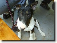 Bull Terrier