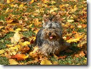 Jorkrsk terier, Yorkshire Terrier,