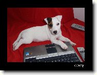 Jack Russell Terrier