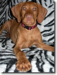 Hungarian Vizsla, Hungarian Pointer