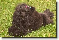 Toy Poodle