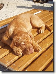 Dogue de Bordeaux