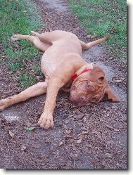 Dogue de Bordeaux