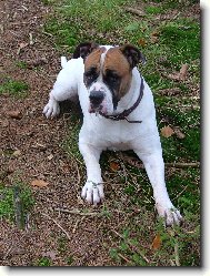 American Bulldog