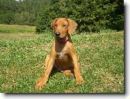 Rhodesian Ridgeback