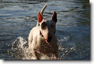 Bull Terrier