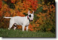 Bull Terrier