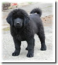 Tibetan Mastiff \(Dog standard\)