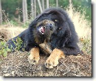 Tibetan Mastiff \(Dog standard\)