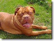 Dogue de Bordeaux