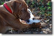 Dogue de Bordeaux