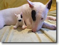 Bull Terrier