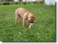 Shar-Pei \(Dog standard\)