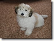 Coton de tulear \(Dog standard\)