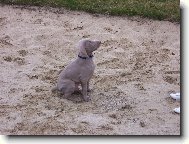 Weimaraner, Weimaraner Vorsterhund