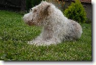 Fox Terrier Wire