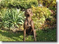 German shorthaired pointing dog \(Dog standard\)