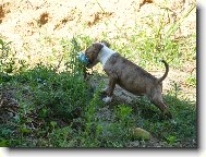 Bull Terrier