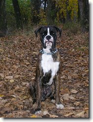 Deutscher boxer \(Dog standard\)