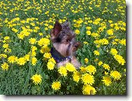 Jorkrsk terier, Yorkshire Terrier,