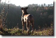 Perro de Presa Mallorquin