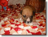 American Staffordshire Terrier Blue Lacy