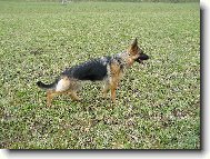 German Shepherd Dog