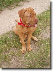 Dogue de Bordeaux