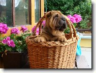 Shar-Pei \(Dog standard\)