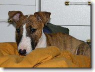 Bull Terrier