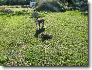 Bull Terrier