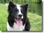 Border Collie