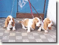 Basset Hound