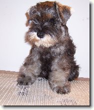 Miniature schnauzer \(Dog standard\)